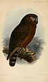 Ninox obscura (cat.)