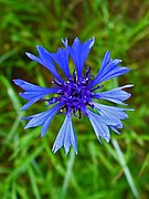 Centaurea cyanus (Cornflower) blue