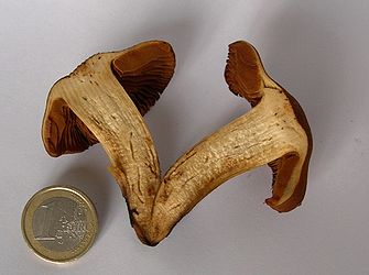 Section of Cortinarius orellanus