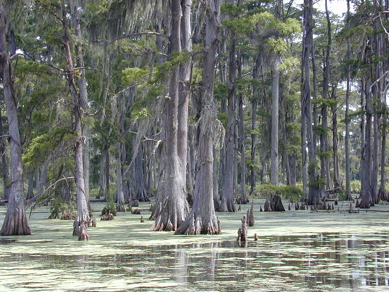 File:Cypresses.jpg