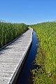 * Nomination Marsh Boardwalk, Point Pelee National Park, Canada. --The Cosmonaut 04:31, 2 February 2021 (UTC) * Promotion  Support Good quality -- Johann Jaritz 04:44, 2 February 2021 (UTC)