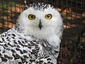 * Nomination: Snowy Owl (Bubo scandiacus) in Zoo Cottbus --Redrobsche 15:30, 24 December 2011 (UTC) * * Review needed