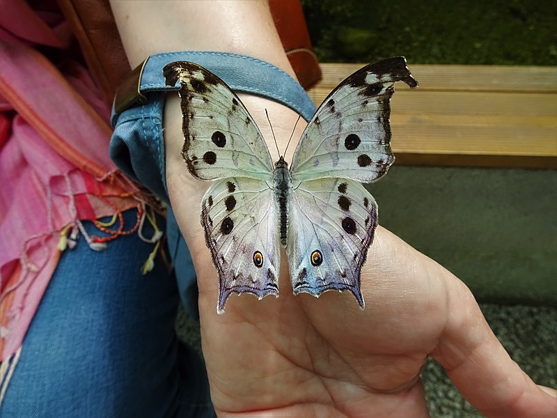 File:Caresse d'un papillon.jpg