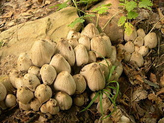 Coprinus atramentarius