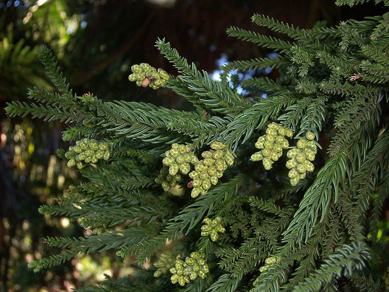 File:CryptomeriaJaponica MaleFlowers.JPG