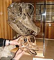 The skulls of Giraffatitan and Europasaurus