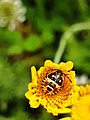 * Nomination Eurydema ornata on a corn marigold (Glebionis segetum) By User:Giovanna.cellitti68 --Civvì 12:20, 17 October 2024 (UTC) * Decline Insufficient quality: not sharp. And the composition is a little strange, with the main subject not centered. --Peulle 12:25, 17 October 2024 (UTC)