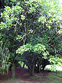 Mature trees in Cornwall Park, Auckland, New Zealand