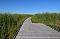 * Nomination Marsh Boardwalk, Point Pelee National Park, Canada. --The Cosmonaut 04:31, 2 February 2021 (UTC) * Promotion  Support Good quality -- Johann Jaritz 04:44, 2 February 2021 (UTC)