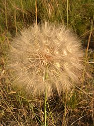 Tragopogon pratensis