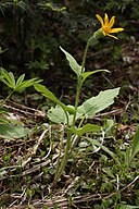 Arnica cordifolia