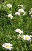 Bellis perennis (Daisy)