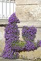 "Campanula_portenschlagiana_Ambérac.jpg" by User:Michel Chauvet