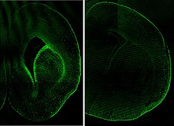 December 21: expression of FABP7 in mouse brains