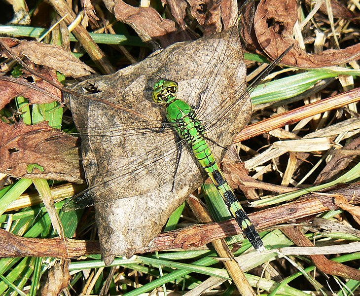 File:Green dragonfly.jpg