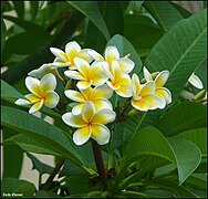 Plumeria-0006-Zachi-Evenor.jpg