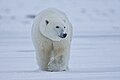 Arctic NWR, Beaufort Sea, Alaska