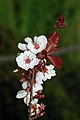 * Nomination: Branch of a purple leaf plum (Prunus cerasifera) with flowers, buds and leaves -- Alvesgaspar 21:18, 11 March 2008 (UTC) * * Review needed