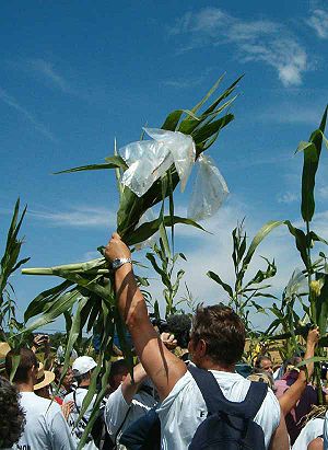 transgenic corn uprooted by a member of the French organization "les faucheurs volontaires"