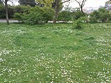 Čeština: Čarodějné kruhy, Lublaňská ulice. Praha, Česká republika. English: Fairy rings in Lublaňská Street, Prague, Czech Republic.