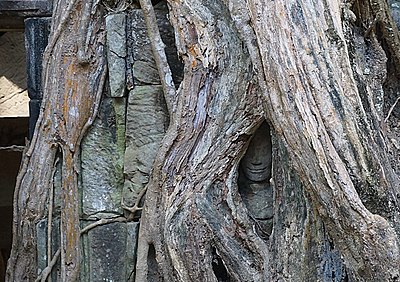 le temple Ta Prohm, khmer construit au XIIe siècle à la demande de Jayavarman VII à Angkor au Cambodge.