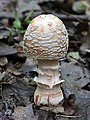 * Nomination The Blusher (Amanita rubescens) -- George Chernilevsky 04:25, 9 September 2022 (UTC) * Promotion  Support Good quality.--Agnes Monkelbaan 04:35, 9 September 2022 (UTC)