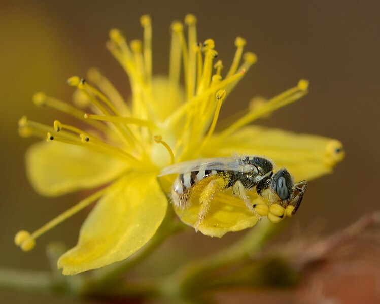 File:Ceylalictus variegatus female 1.jpg