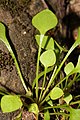 Claytonia perfoliata