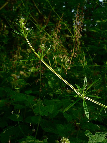 File:Galium aparine 09959.JPG