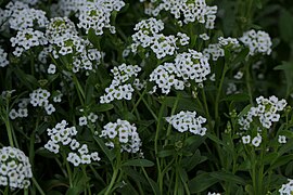 Lobularia maritima (L.) Desv. (51963659181).jpg