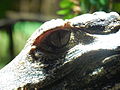 Deutsch: Nahansicht eines Brauen-Glattstirnkaimans (Paleosuchus palpebrosus) im Fossilium des Tierparks Bochum. English: Closeup of a Cuvier's dwarf caiman (Paleosuchus palpebrosus) in the fossilium of the Tierpark Bochum, Germany.   This file was uploaded with Commonist.