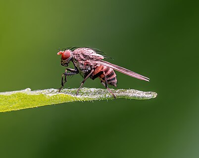 Christening fly in a garden in Bamberg. Focus stack of 11 pictures