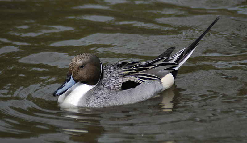 File:Northern pintail 2.jpg