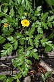 Ranunculus eschscholtzii