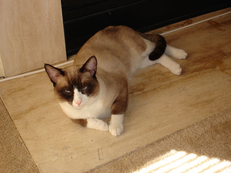 File:Snowshoe (cat).JPG