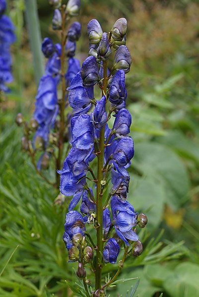 File:Aconitum napellus subsp. vulgare.jpg