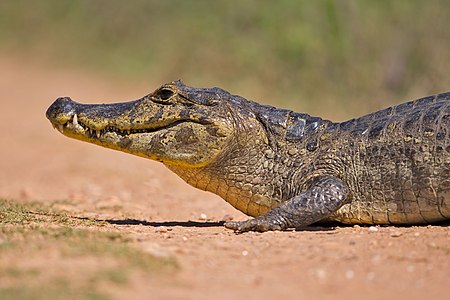 Yacare caiman close-up