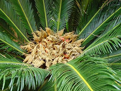 Cycas revoluta