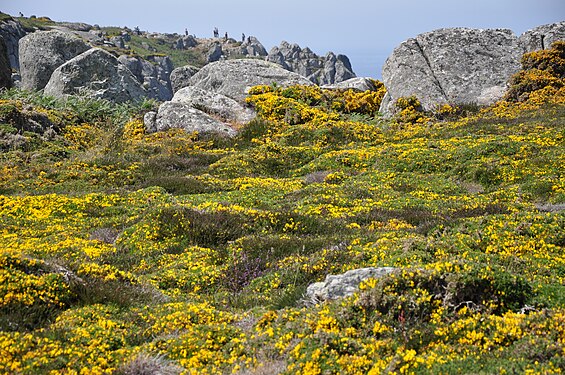 Flowers and rocks, Brittany (France)