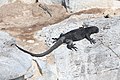 * Nomination Marine iguana (Amblyrhynchus cristatus) in Plaza Sur Island, Galápagos National Park, Ecuador --Bgag 03:15, 3 August 2016 (UTC) * Promotion Good quality. --Hubertl 04:14, 3 August 2016 (UTC)