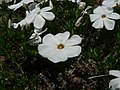 Phlox diffusa