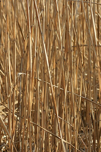 File:Phragmites australis Schilf 02.JPG