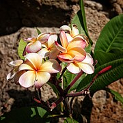 Plumeria Rubira.jpg