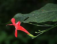 Ruellia macrophylla