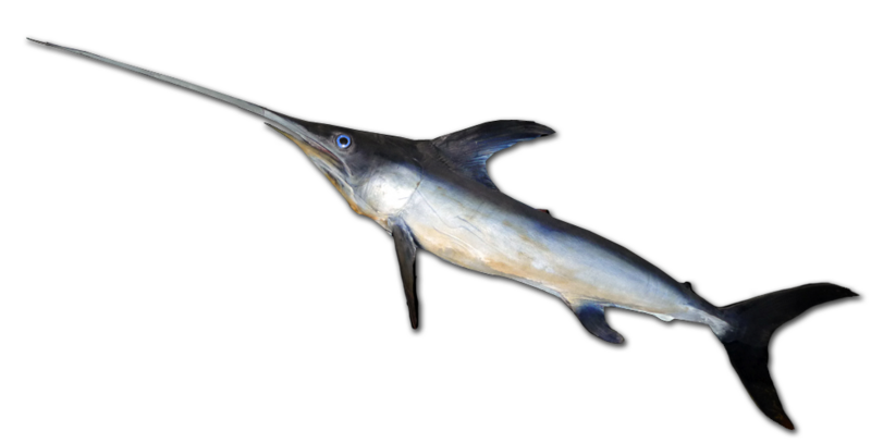 File:Swordfish-0016.png