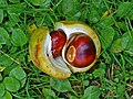 Fruit with buckeyes/chestnuts