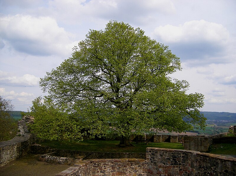 File:Baum Mai 3.jpg