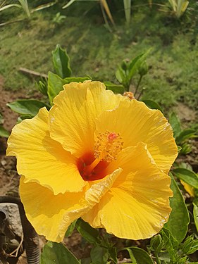 yellow flower