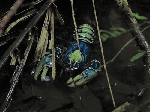 Yellow and Blue Australian crayfish