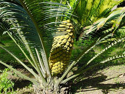 Encephalartos villosus